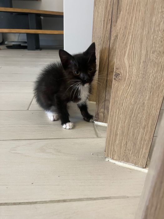 Gatinha bebé para adopção