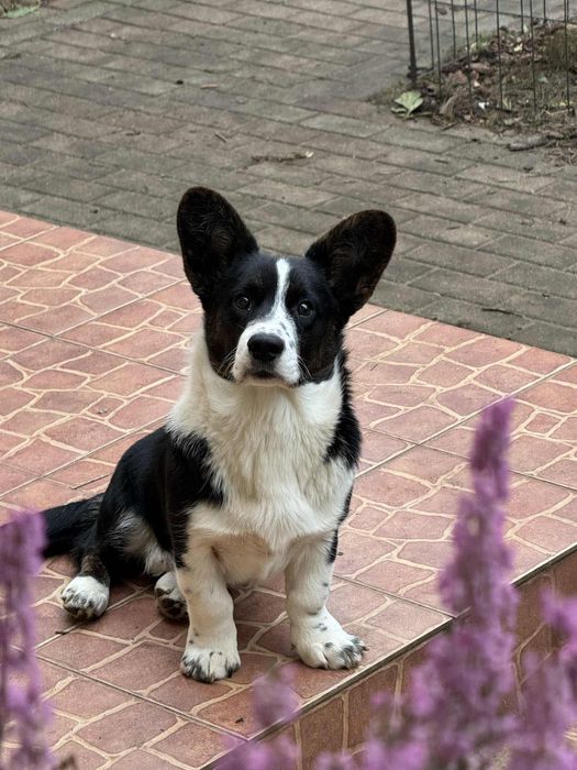 Welsh Corgi Cardigan FCI