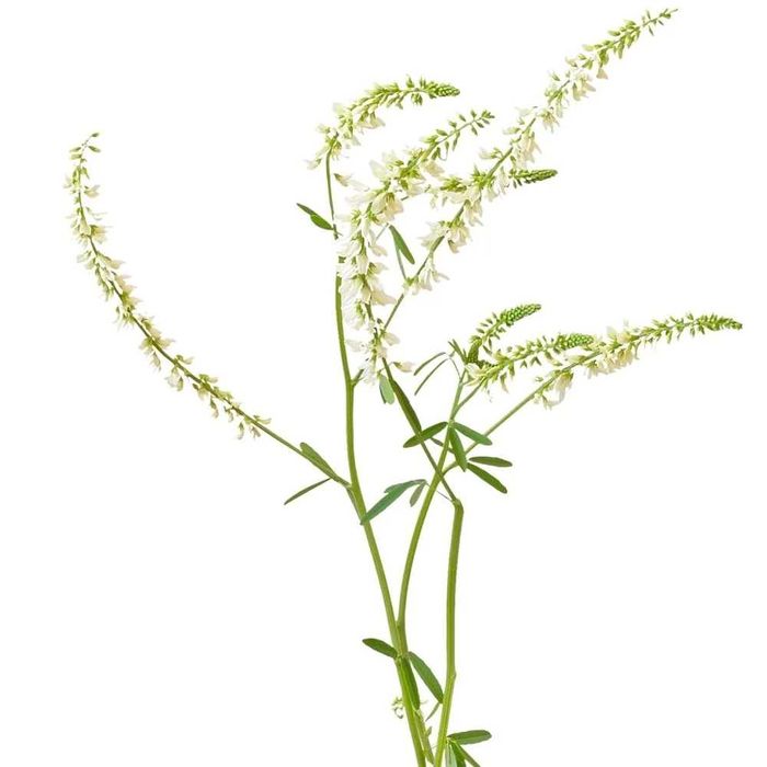 nostrzyk biały eko schematy, miododajny