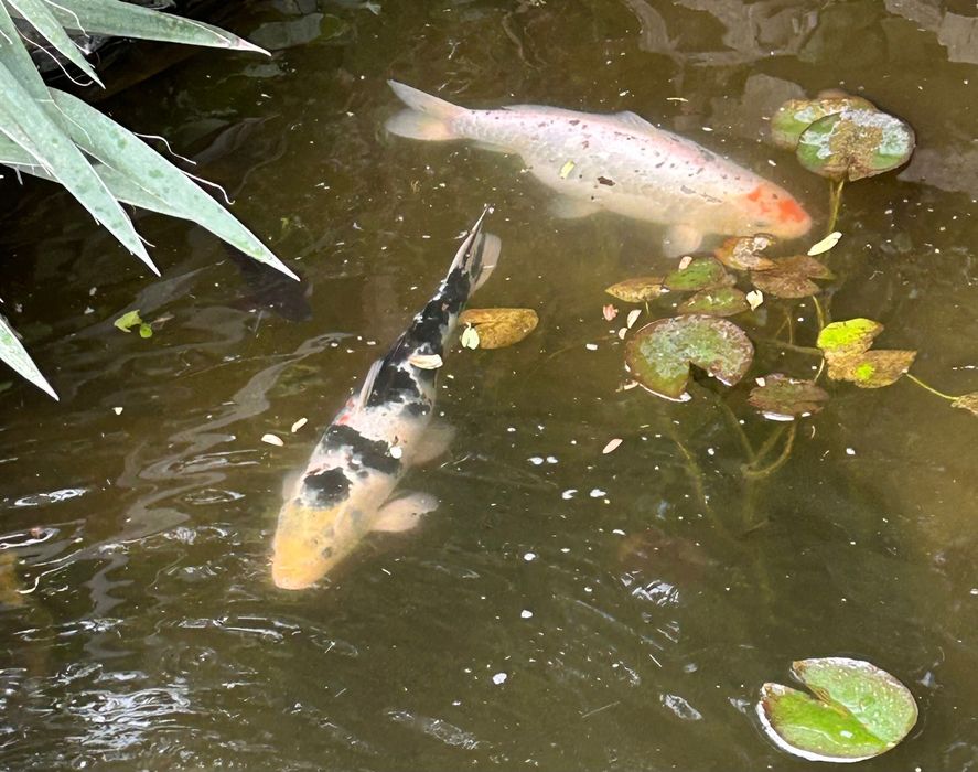 Рибки Кої, карп Кои