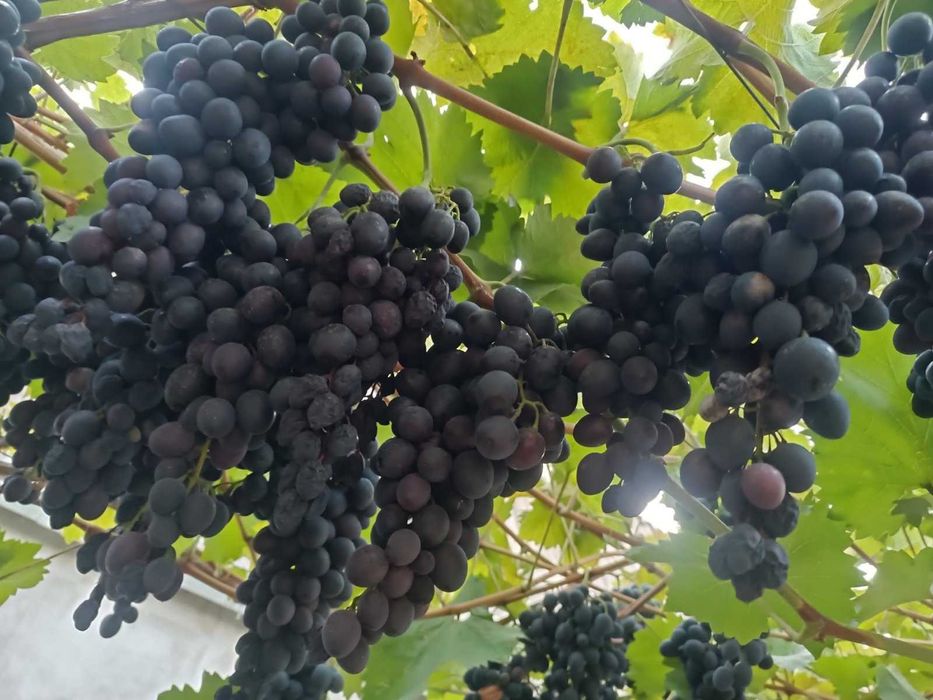 House by the address (area 80 m²) - Atlanta.ua - photo 4