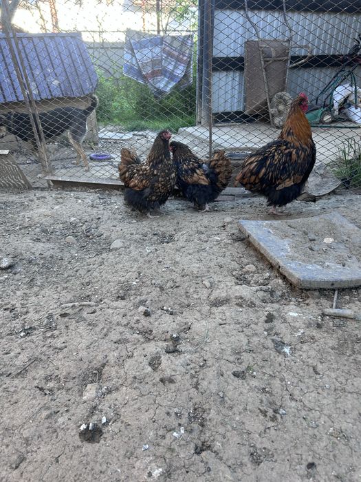 Продам сімʼю  орпітонг