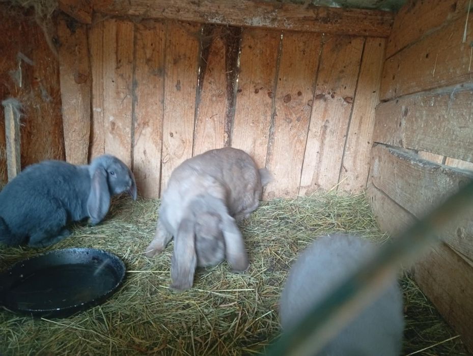 Króliki barany francuskie