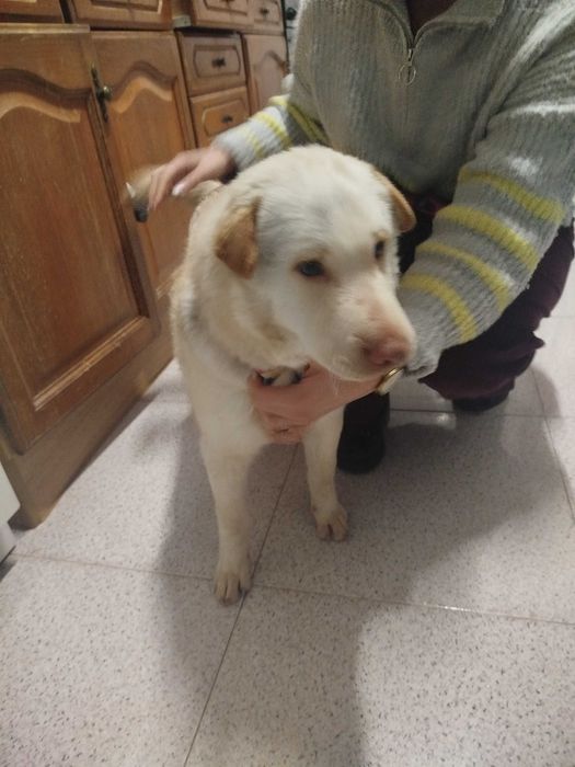 Cão para adotar, porte médio