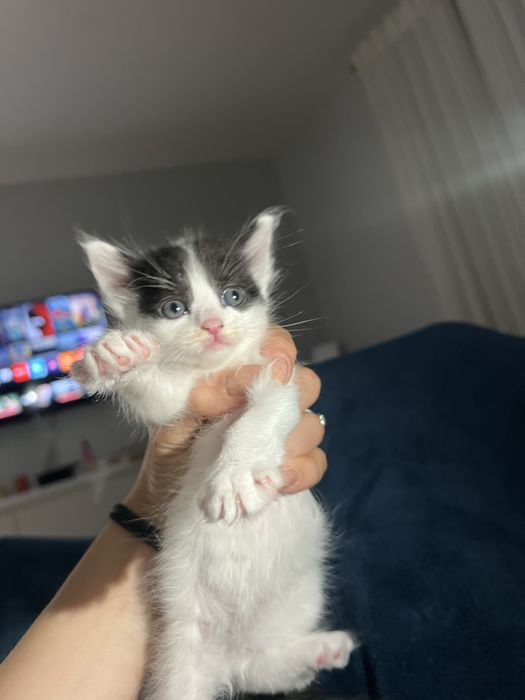 Gatinhos para adoçao