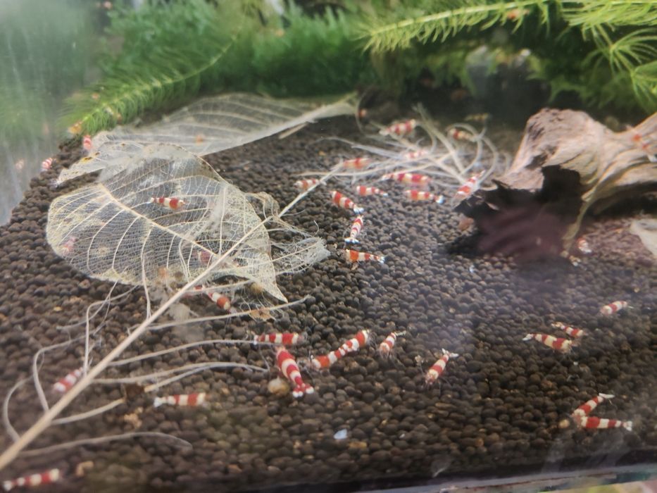 MISIEKZOO krewetki - crystal red , crystal blac tylko 7 zł