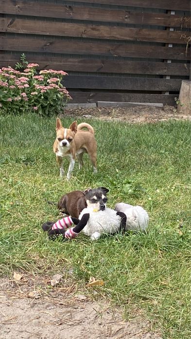 Чихуахуа для вязки