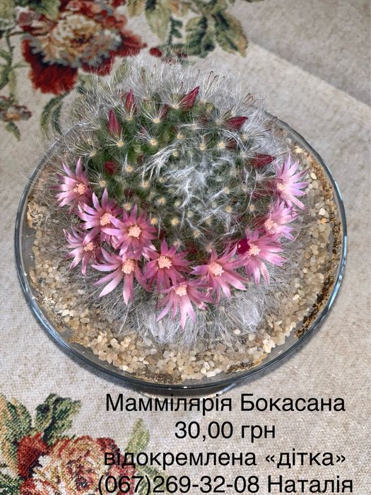 Ріпсаліс. Кактуси види