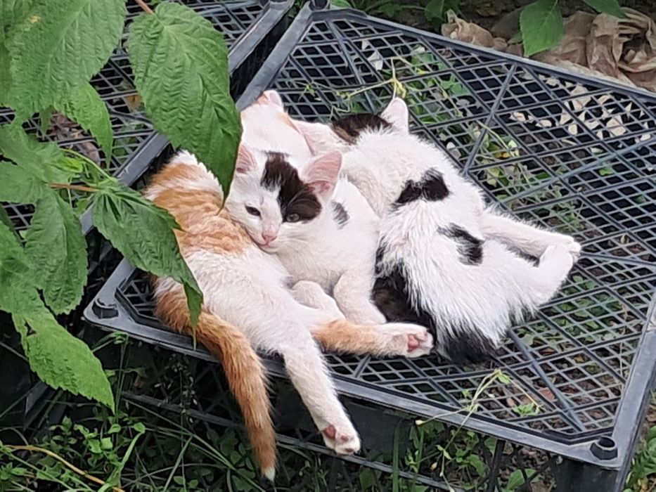 Кошенята шукають дім.