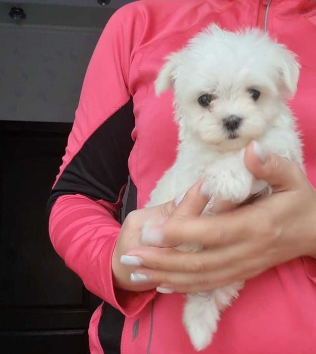 Мальтійська балонка .Міні хлопчик