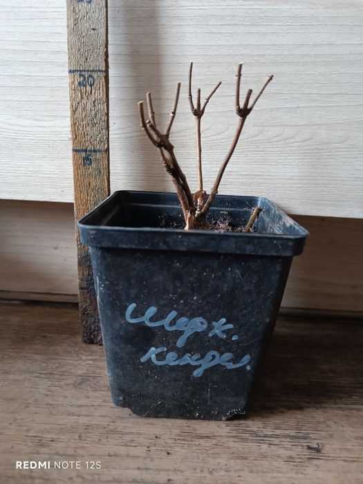 Гортензия метельчатая Цветущая С1. Ванила, Мельба, Медведь