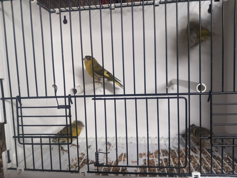 Czyż, czyżyki europejskie