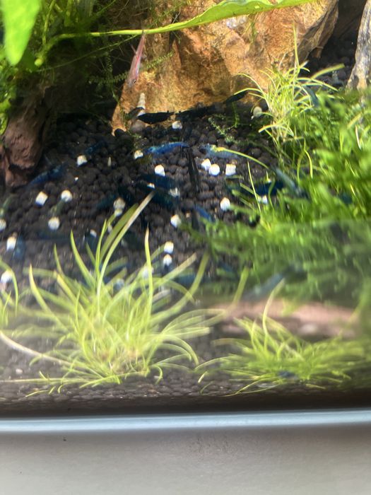 Neocaridinas Juvenis, blue dream e Red Fire