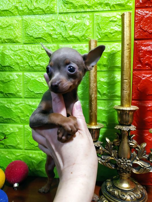 Кукольная лилушка девочка микро элитных кровей! Док.КСУ,чип,привита