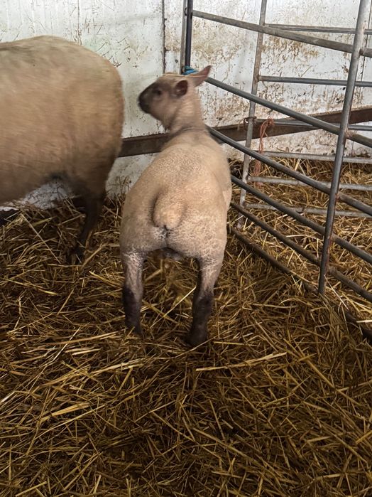 Borrego PURO mouton vendeen