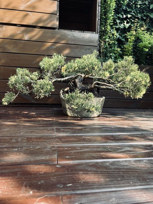 Bonsai z jałowca w ręcznie wykonanej betonowej donicy