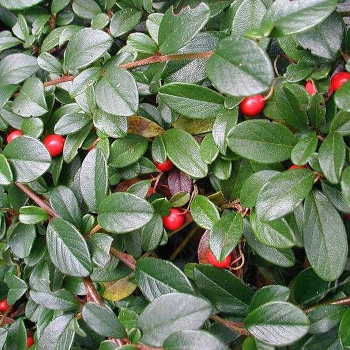 Irga płożąca (Eischoltz) C1 – 500 szt. | idealna na skarpy