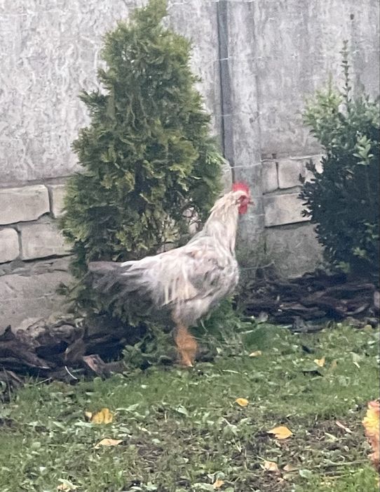 Легорн. Італійська несучка Ізабелла. Півні. 4 місяці.