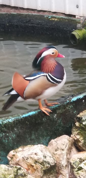 Patos Mandarins, para venda, casal