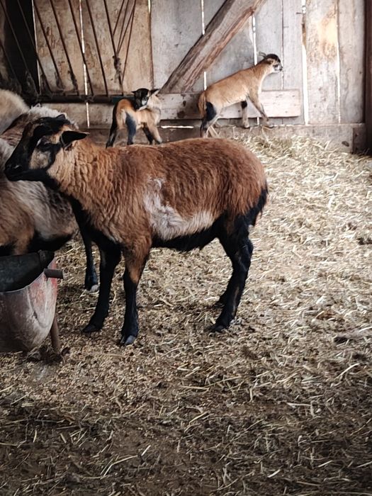 Kameruńskia owieczka