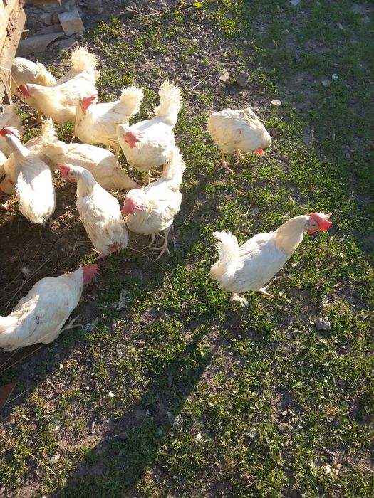 Продам курей легорна