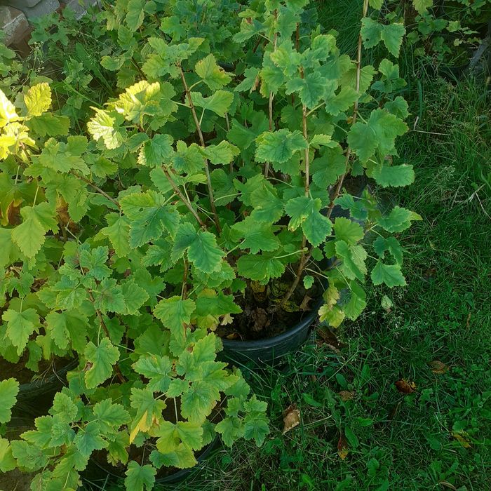 Sadzonki porzeczkoagrestu odmiany Josta