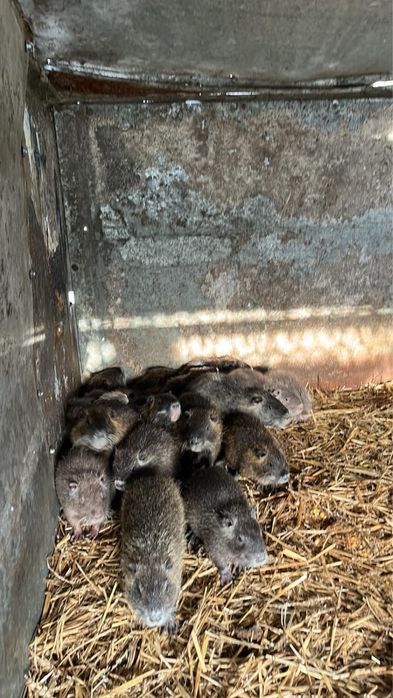 Продам молодих нутринят!