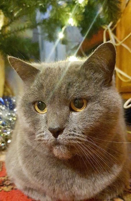 Пропал кот Британец