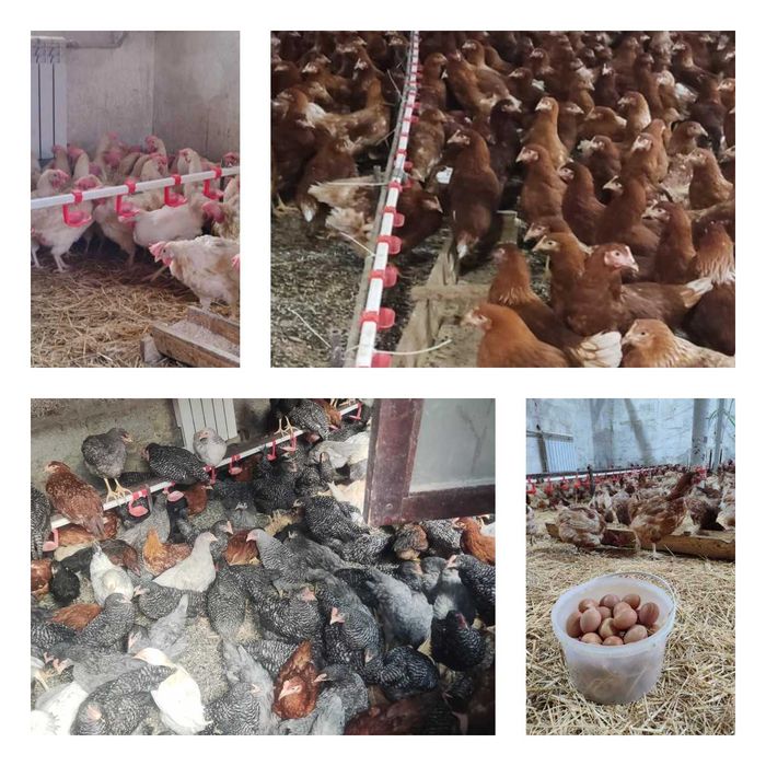Продам кури несушки! Доставка безкоштовна. Кропивницький!