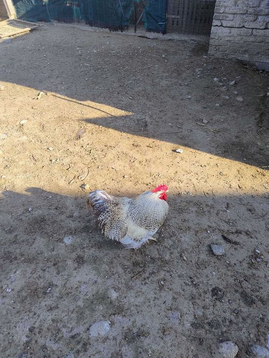 Koguty  roznokolorowe