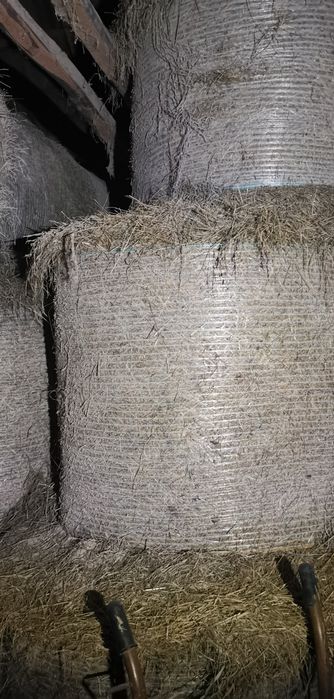 Siano dla koni, 1 pokos