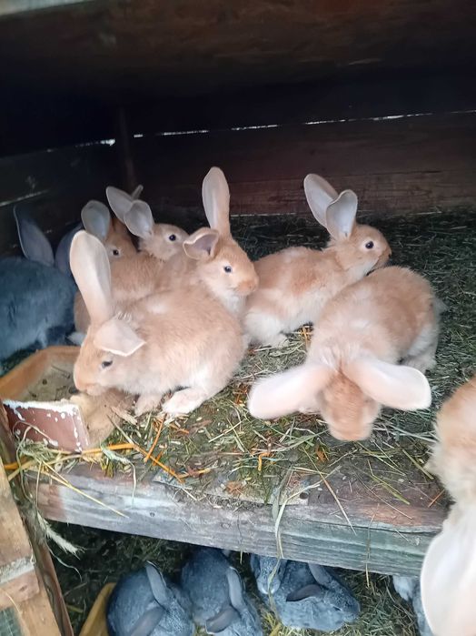 Sprzedam króliki młode 10 sztuk Belgijskie żółte