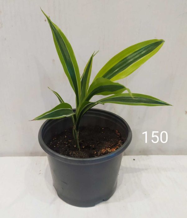 Драцена дерево счастья