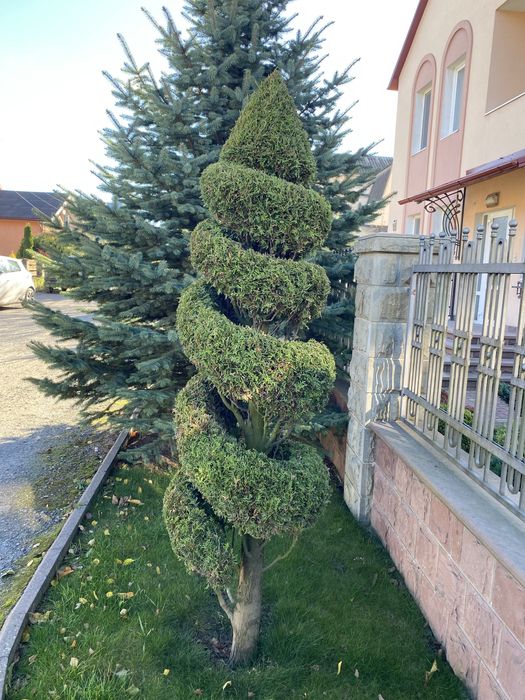 Туя смарагд спіраль