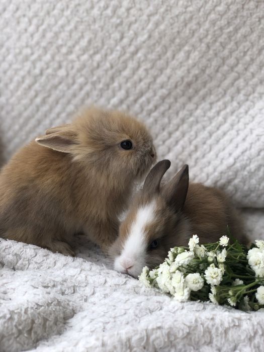 Декоративные ручные кролики Одесса