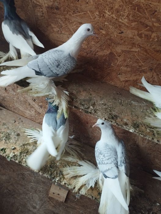 Lot, cepelki, murzyny kosmate, wiedeńskie, saksońskie, bociany, ptaki