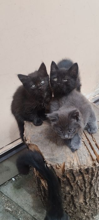 Віддам в гарні руки котенят