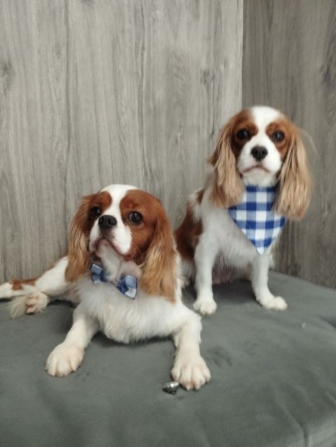 Charles spaniel cheap olx