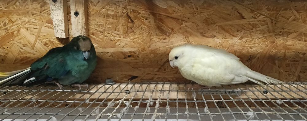 Casal kakarikis novo