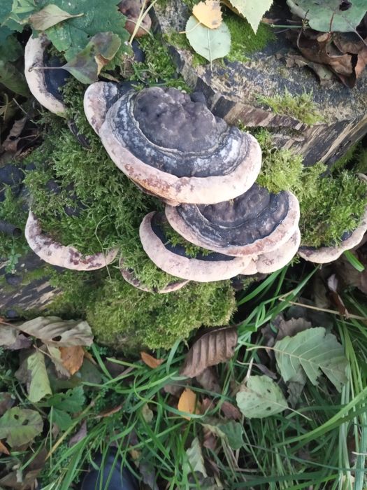 Z Podlasia zestaw sok syrop zakwas maść rokitnik ocet