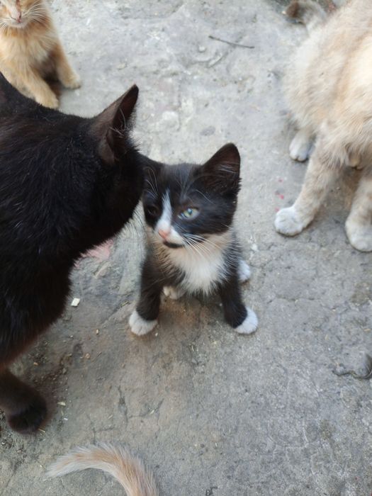 Котёнок девочка ищет дом