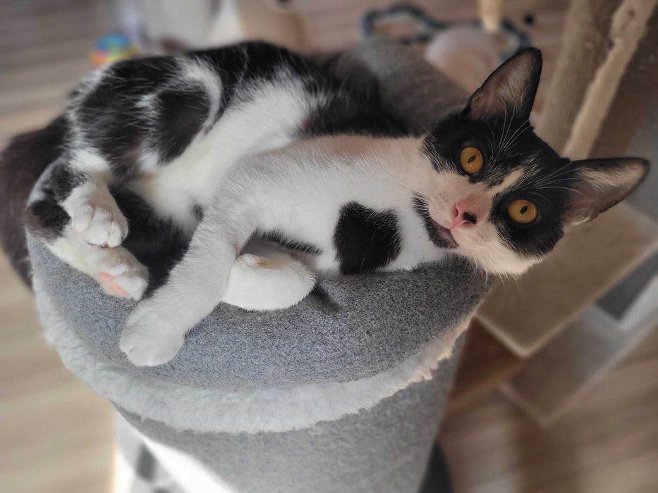 Kocik Maślaczek dobry adopcji
