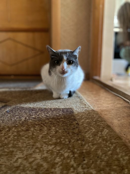 Отдадим кошечку в хорошие руки