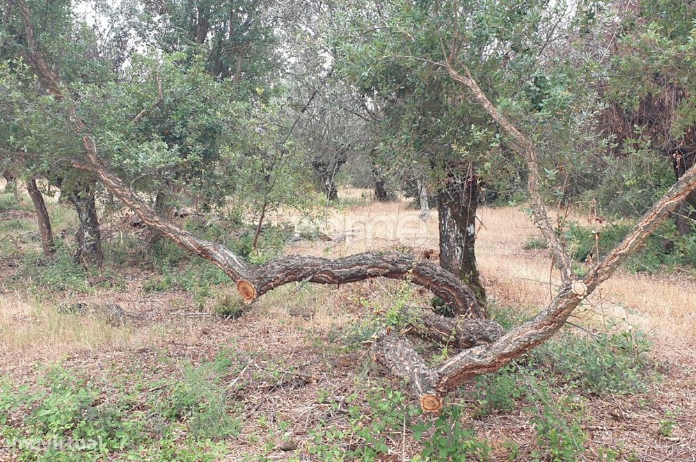 Terreno 5,5 ha com projeto turístico aprovado – Borba, Alentejo