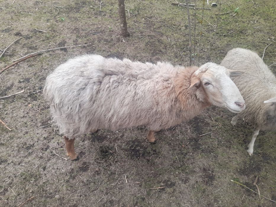 Продам барана, овцу, ягня