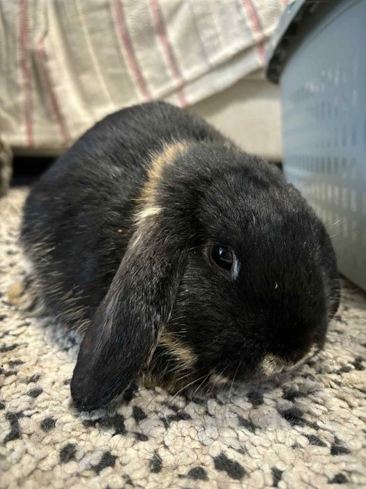 Kroliczki baranki miniaturki