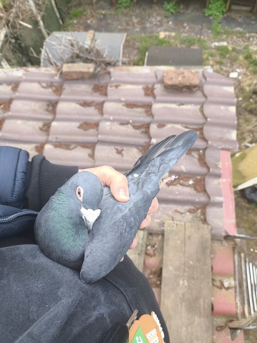 Gołębie pocztowe młode posiadam DV Hung  PL