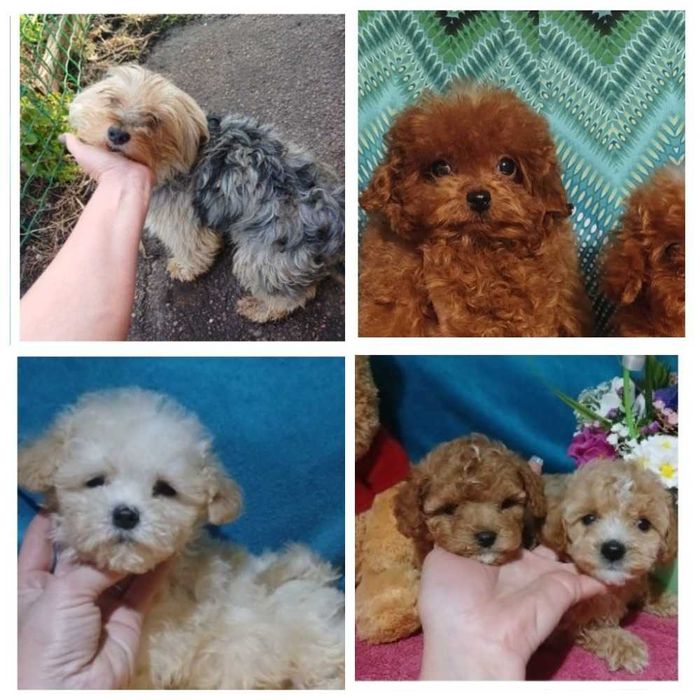 Той пуделя мини бусенки. Мальтипу