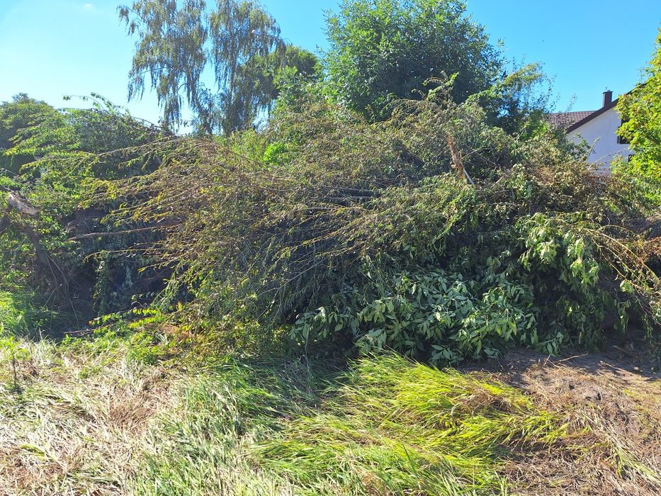 Oddam za darmo gałęzie po drzewach i krzewach.