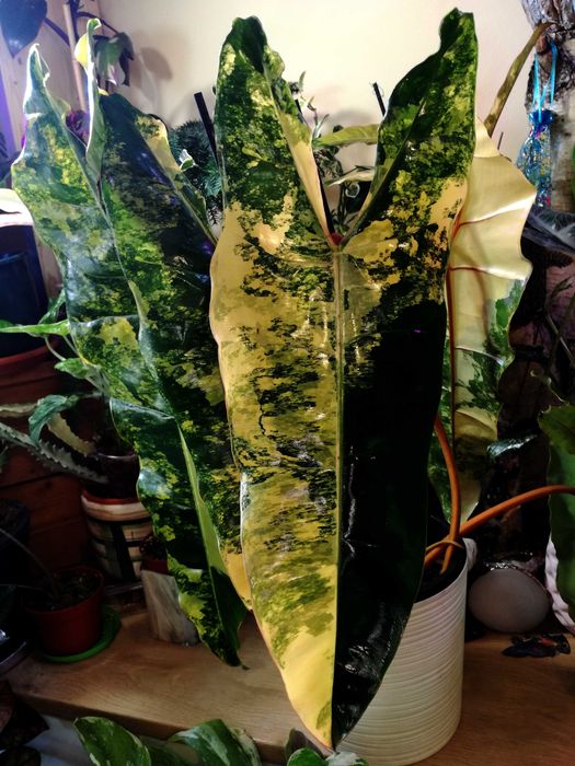 Philodendron BILLIETIAE Variegata RZADKOŚĆ Monstera Filodendron Epipremnum